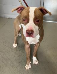Shelter Stray Male Dog last seen Richmond Terrace, STATEN ISLAND, NY, 10301, 3139 Veterans Rd W, Staten Island, NY 10309, USA