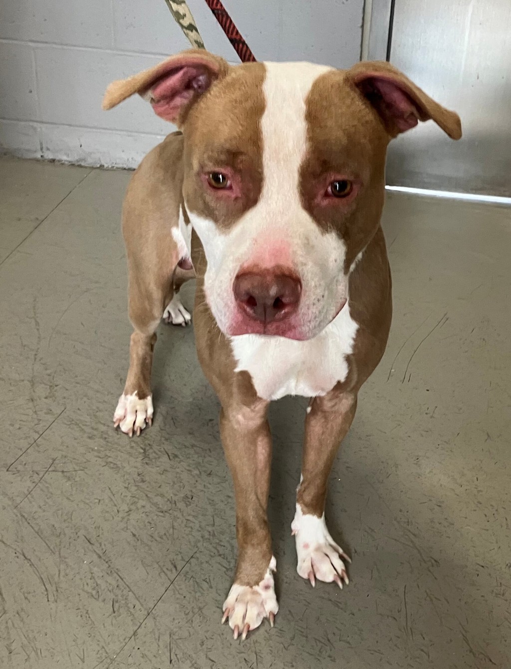 Shelter Stray Male Dog last seen Richmond Terrace, STATEN ISLAND, NY, 10301, 3139 Veterans Rd W, Staten Island, NY 10309, USA