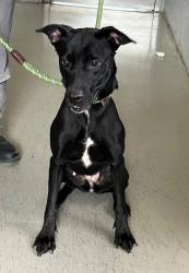 Shelter Stray Female Dog last seen Richmond Terrace, STATEN ISLAND, NY, 10301, 3139 Veterans Rd W, Staten Island, NY 10309, USA