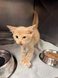 Shelter Stray Female Cat last seen General Blvd, North Chesterfield, VA, 23237, 9300 Public Works Rd, Chesterfield, VA 23832, USA