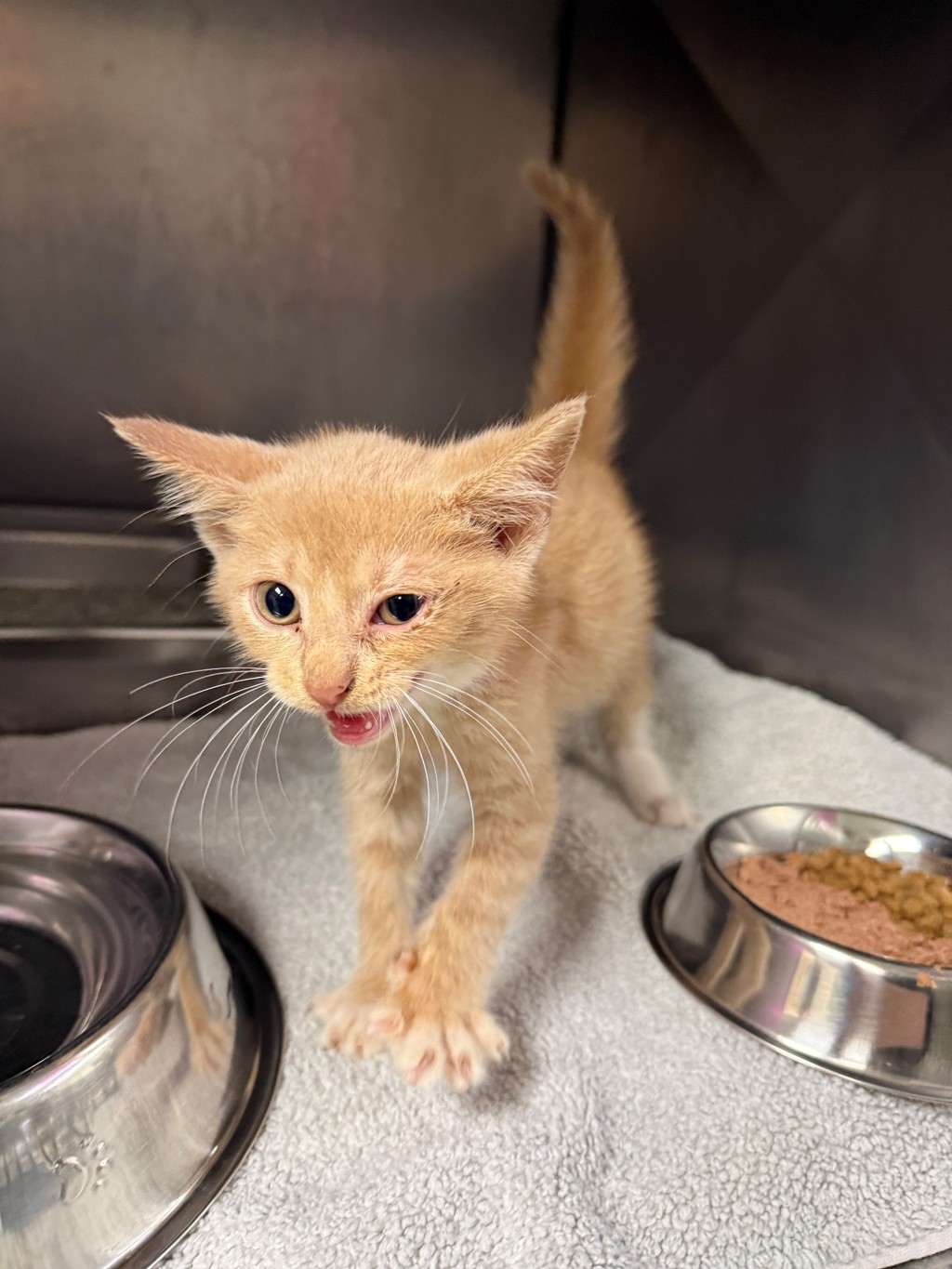 Shelter Stray Female Cat last seen General Blvd, North Chesterfield, VA, 23237, 9300 Public Works Rd, Chesterfield, VA 23832, USA
