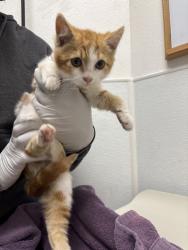 Shelter Stray Female Cat last seen Marguerite Avenue, BREMERTON, WA, 98337, 9167 Dickey Rd NW, Silverdale, WA 98383, USA