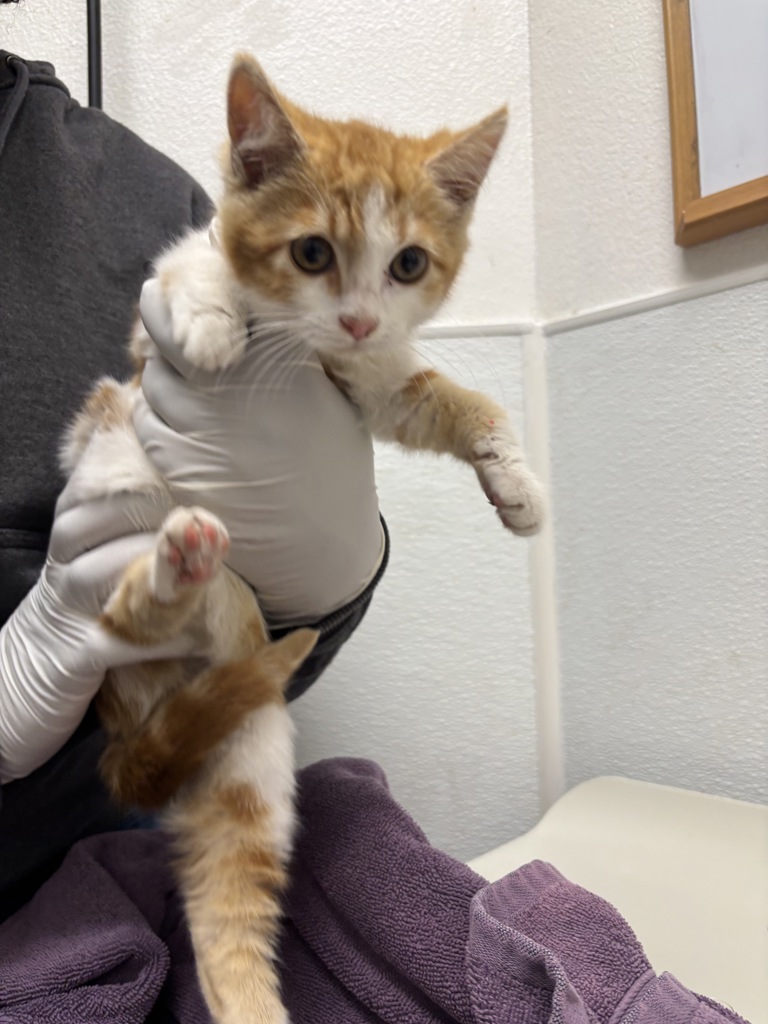 Shelter Stray Female Cat last seen Marguerite Avenue, BREMERTON, WA, 98337, 9167 Dickey Rd NW, Silverdale, WA 98383, USA