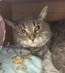 Shelter Stray Male Cat last seen NE 82nd / NE Schuyler St, OR, 1700 W Historic Columbia River Hwy, Troutdale, OR 97060, USA
