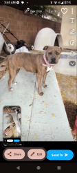 Lost Female Dog last seen Kentucky st. Bakersfield CA, Bakersfield, CA 93305