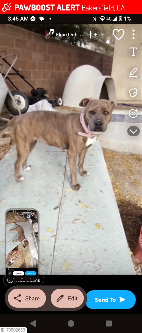 Lost Female Dog last seen Kentucky st. Bakersfield CA, Bakersfield, CA 93305