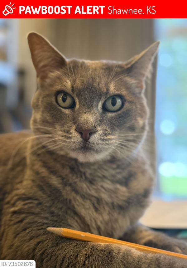 Lost Female Cat last seen W 51st Ct and Quivira Lane, Shawnee, KS 66216