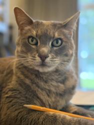 Lost Female Cat last seen W 51st Ct and Quivira Lane, Shawnee, KS 66216