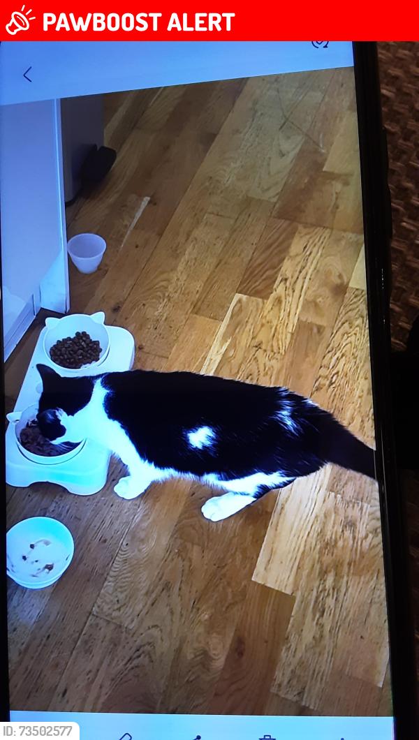 Lost Female Cat last seen Shooters Hill,London SE183BA, Greater London, England 