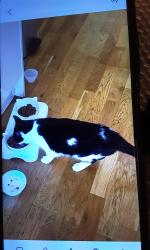 Lost Female Cat last seen Shooters Hill,London SE183BA, Greater London, England 