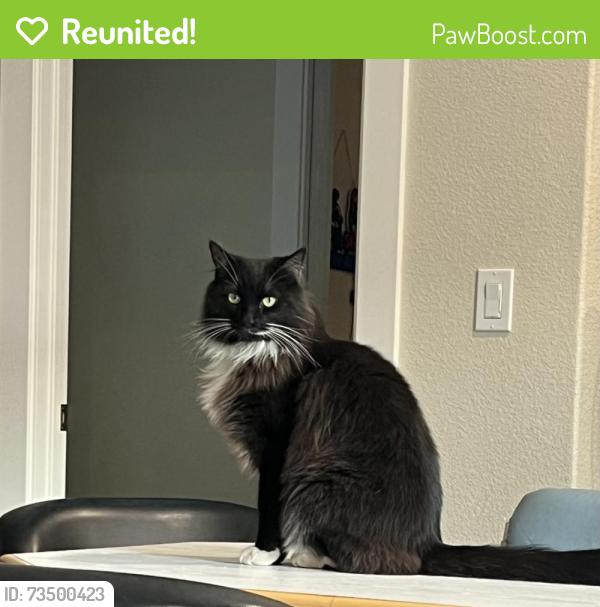 Reunited Male Cat last seen Standish Drive between Cole and Branham, San Jose, CA 95124