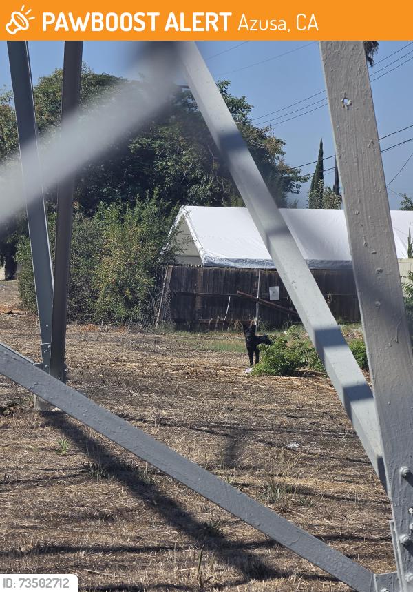 Found/Stray Unknown Dog last seen Rockvale, Azusa, CA 91702