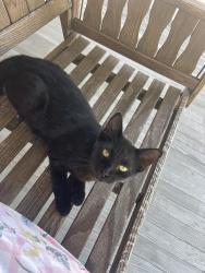 Found/Stray Unknown Cat last seen Burton and Meridian, Wichita, KS 67202