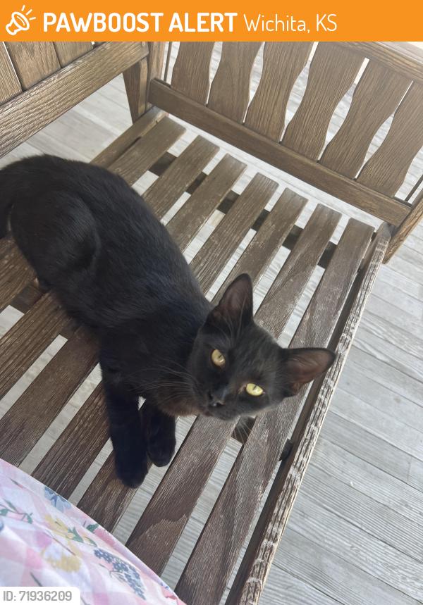Found/Stray Unknown Cat last seen Burton and Meridian, Wichita, KS 67202