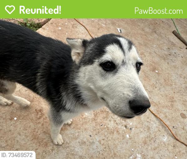 Reunited Female Dog last seen Near s high ave, Oklahoma City, OK 73129