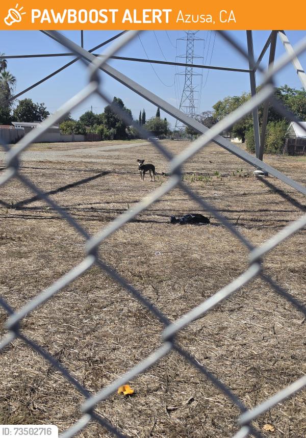 Found/Stray Unknown Dog last seen Rockvale, Azusa, CA 91702