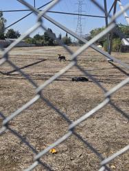 Found/Stray Unknown Dog last seen Rockvale, Azusa, CA 91702
