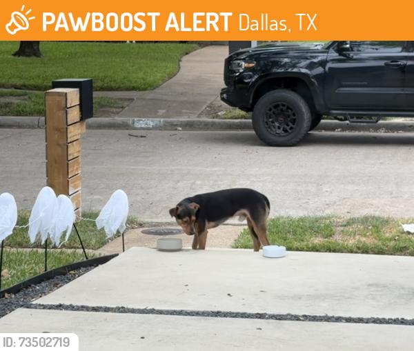 Found/Stray Male Dog last seen Meadowcreek between Beltline and Arapaho, Dallas, TX 75248