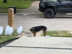 Found/Stray Male Dog last seen Meadowcreek between Beltline and Arapaho, Dallas, TX 75248