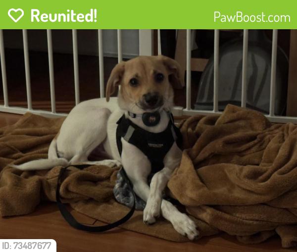 Reunited Male Dog last seen 12th Avenue and 18th Street, Oakland, CA 94607