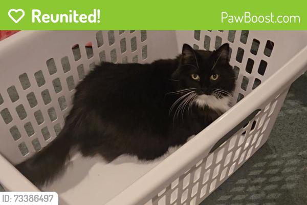 Reunited Female Cat last seen E Mount Zion Church Rd, Hallsville, MO 65255