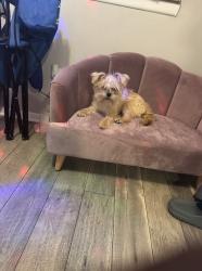 Lost Female Dog last seen Southfield, Redford Township, MI 48239
