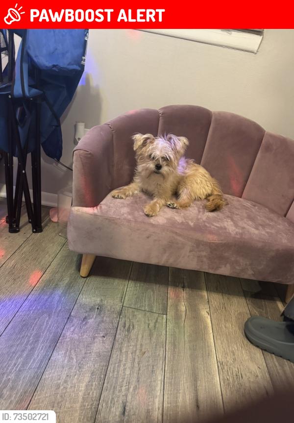 Lost Female Dog last seen Southfield, Redford Township, MI 48239