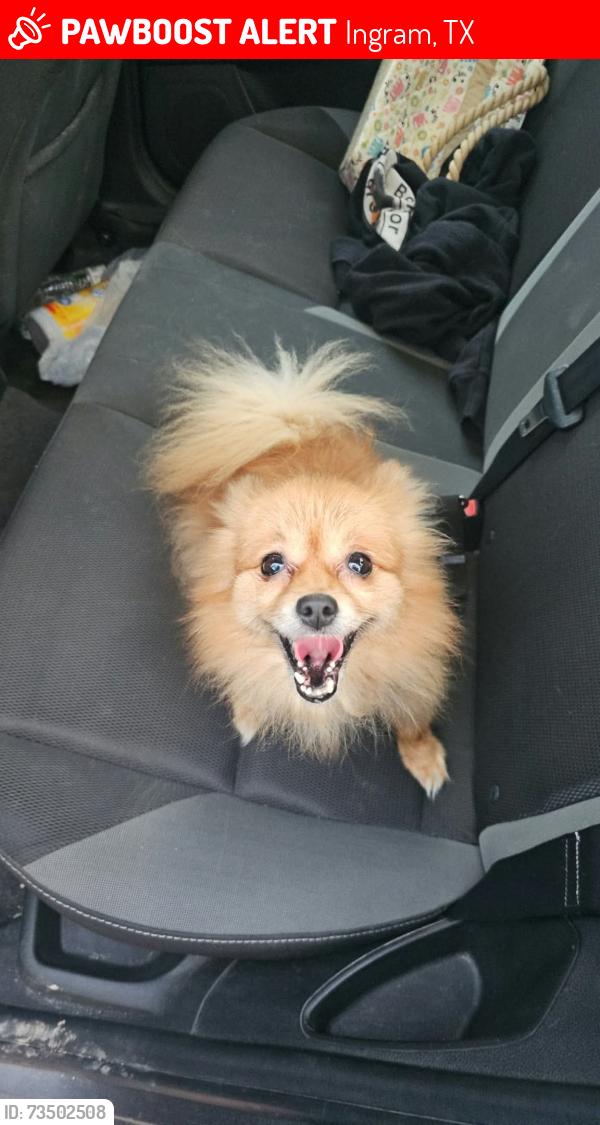 Lost Female Dog last seen Junction Hwy next to the Youth Ranch, Ingram, TX 78025