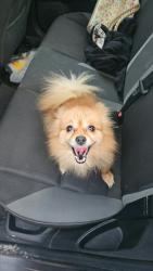 Lost Female Dog last seen Junction Hwy next to the Youth Ranch, Ingram, TX 78025
