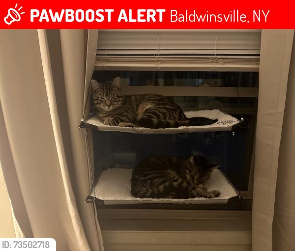 Lost Male Cat last seen In Radisson by the pool, Baldwinsville, NY 13027