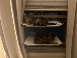 Lost Male Cat last seen In Radisson by the pool, Baldwinsville, NY 13027