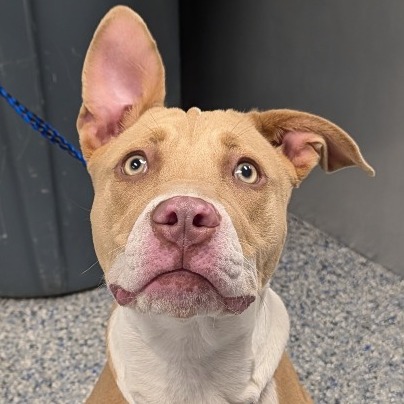Shelter Stray Female Dog last seen , 328 Furman Hall Rd, Greenville, SC 29609, USA