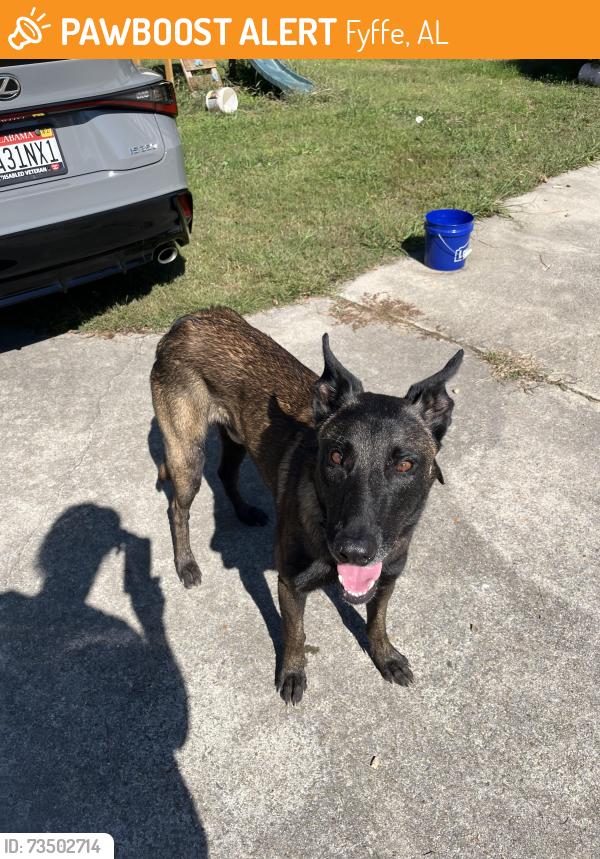 Found/Stray Male Dog last seen Fyffe Alabama, Fyffe, AL 35971