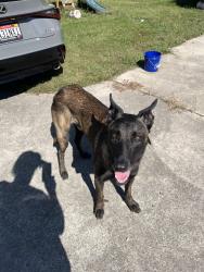 Found/Stray Male Dog last seen Fyffe Alabama, Fyffe, AL 35971
