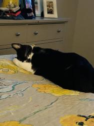 Lost Female Cat last seen 10E & Frontage Road, Foothills, Yuma, AZ 85365