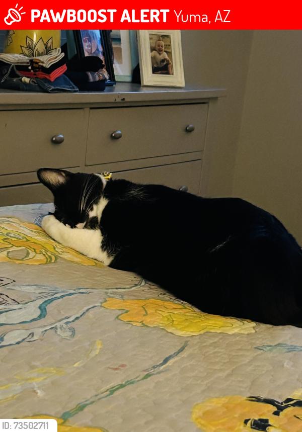 Lost Female Cat last seen 10E & Frontage Road, Foothills, Yuma, AZ 85365