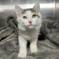 Shelter Stray Female Cat last seen , 4575 E Mesquite Ave, Palm Springs, CA 92264, USA