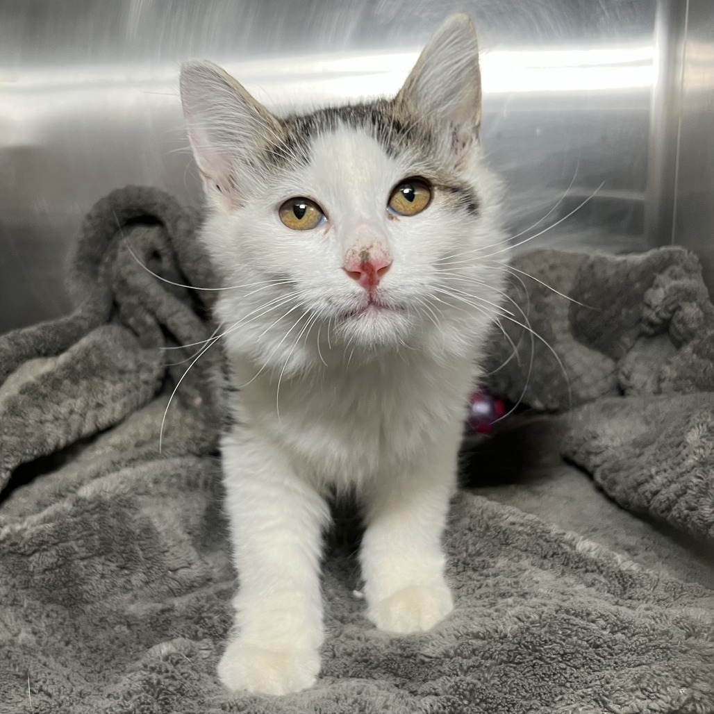 Shelter Stray Female Cat last seen , 4575 E Mesquite Ave, Palm Springs, CA 92264, USA