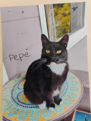 Lost Male Cat last seen 16th and Centre st, Los Angeles, CA 90731