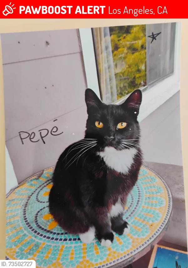 Lost Male Cat last seen 16th and Centre st, Los Angeles, CA 90731