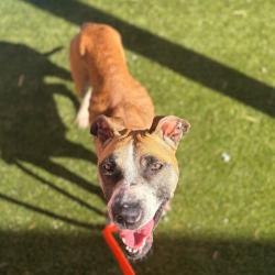Shelter Stray Female Dog last seen , Animal Care & Control Team of Philly, 111 W Hunting Park Ave, Philadelphia, PA 19140, USA