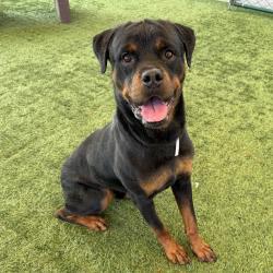 Shelter Stray Male Dog last seen , 361 S Raymond Ave, Pasadena, CA 91105, USA