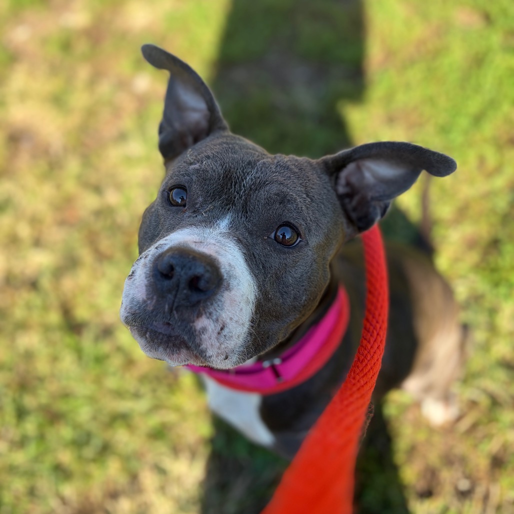 Shelter Stray Female Dog last seen , Animal Care & Control Team of Philly, 111 W Hunting Park Ave, Philadelphia, PA 19140, USA