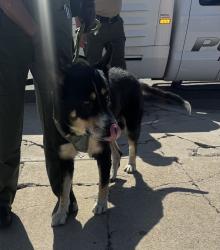 Found/Stray Male Dog last seen Near Agate Street, Redondo Beach, CA 90277