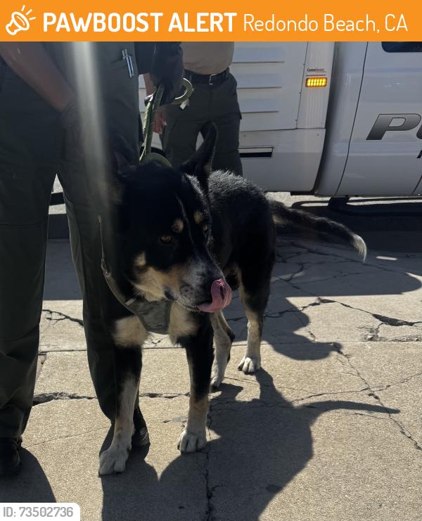 Found/Stray Male Dog last seen Near Agate Street, Redondo Beach, CA 90277