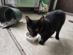 Found/Stray Unknown Cat last seen Avon Street and Idaho Ave W, Saint Paul, MN 55117
