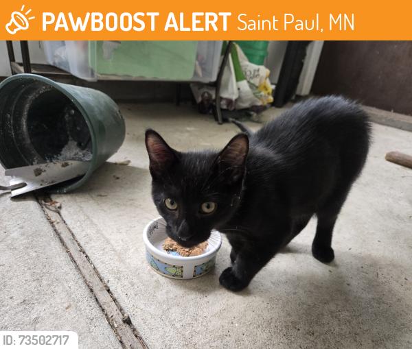 Found/Stray Unknown Cat last seen Avon Street and Idaho Ave W, Saint Paul, MN 55117