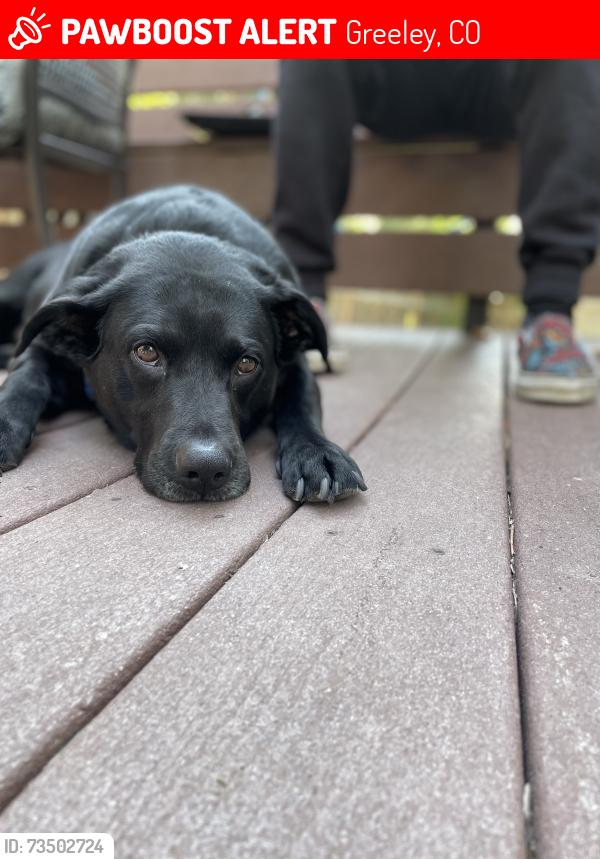 Lost Male Dog last seen 23rd Ave & 27th St., Greeley, CO 80631