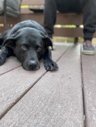 Lost Male Dog last seen 23rd Ave & 27th St., Greeley, CO 80631