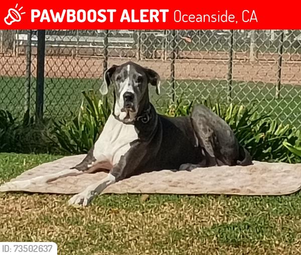 Lost Male Dog last seen Near N. Harbor Drive, Oceanside, CA 92054